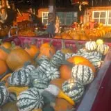 Katie's Pumpkin Barn photo