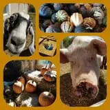 Katie's Pumpkin Barn photo