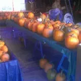 Katie's Pumpkin Barn photo