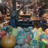 Katie's Pumpkin Barn photo