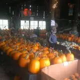 Katie's Pumpkin Barn photo