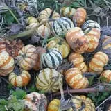 Katie's Pumpkin Barn photo