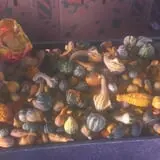 Katie's Pumpkin Barn photo