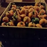 Katie's Pumpkin Barn photo