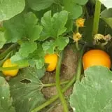 Katie's Pumpkin Barn photo