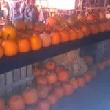 Katie's Pumpkin Barn photo