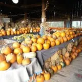 Katie's Pumpkin Barn photo