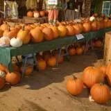 Katie's Pumpkin Barn photo