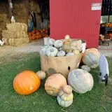 Katie's Pumpkin Barn photo