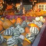 Katie's Pumpkin Barn photo