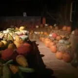 Katie's Pumpkin Barn photo