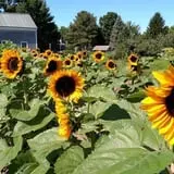 Sweetser's Apple Barrel and Orchards photo