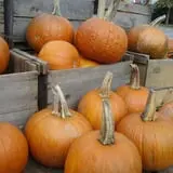 Sweetser's Apple Barrel and Orchards photo