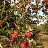 Sweetser's Apple Barrel and Orchards photo