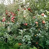 Sweetser's Apple Barrel and Orchards photo