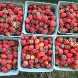 Sweetser's Apple Barrel and Orchards photo