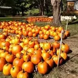 Sweetser's Apple Barrel and Orchards photo