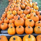 Sweetser's Apple Barrel and Orchards photo