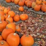 Sweetser's Apple Barrel and Orchards photo