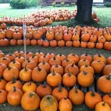Sweetser's Apple Barrel and Orchards photo