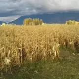 Fritz Corn Maze Haunted Trail & Haunted Barn photo
