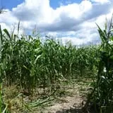 Fritz Corn Maze Haunted Trail & Haunted Barn photo