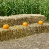 Fritz Corn Maze Haunted Trail & Haunted Barn photo