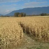 Fritz Corn Maze Haunted Trail & Haunted Barn photo