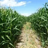 Fritz Corn Maze Haunted Trail & Haunted Barn photo