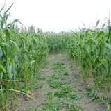 Fritz Corn Maze Haunted Trail & Haunted Barn photo