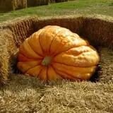 Fritz Corn Maze Haunted Trail & Haunted Barn photo