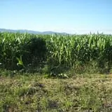 Fritz Corn Maze Haunted Trail & Haunted Barn photo