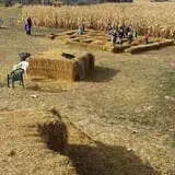 Fritz Corn Maze Haunted Trail & Haunted Barn photo