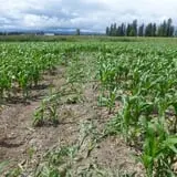 Fritz Corn Maze Haunted Trail & Haunted Barn photo
