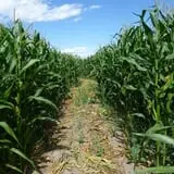 Fritz Corn Maze Haunted Trail & Haunted Barn photo