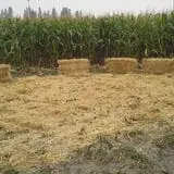 Fritz Corn Maze Haunted Trail & Haunted Barn photo