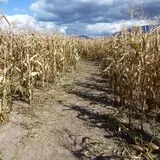 Fritz Corn Maze Haunted Trail & Haunted Barn photo