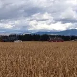Fritz Corn Maze Haunted Trail & Haunted Barn photo