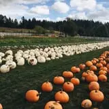 Roloff Farm Scenic Walk & Pumpkin Season photo