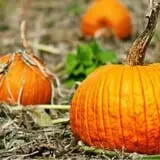 Roloff Farm Scenic Walk & Pumpkin Season photo