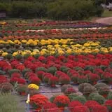 Dame Farm & Orchards photo