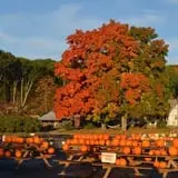 Dame Farm & Orchards photo