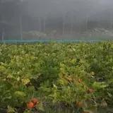 Dame Farm & Orchards photo