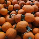 Dame Farm & Orchards photo