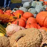 Dame Farm & Orchards photo