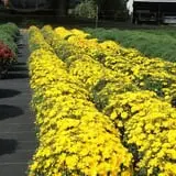 Dame Farm & Orchards photo