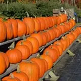 Dame Farm & Orchards photo