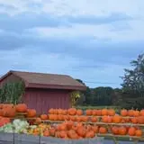 Dame Farm & Orchards photo