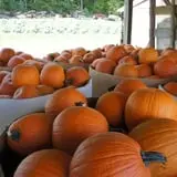 Dame Farm & Orchards photo