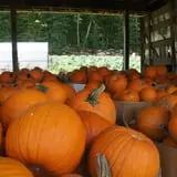 Dame Farm & Orchards photo